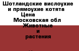 Шотландские вислоухие и прямоухие котята › Цена ­ 7 000 - Московская обл. Животные и растения » Кошки   . Московская обл.